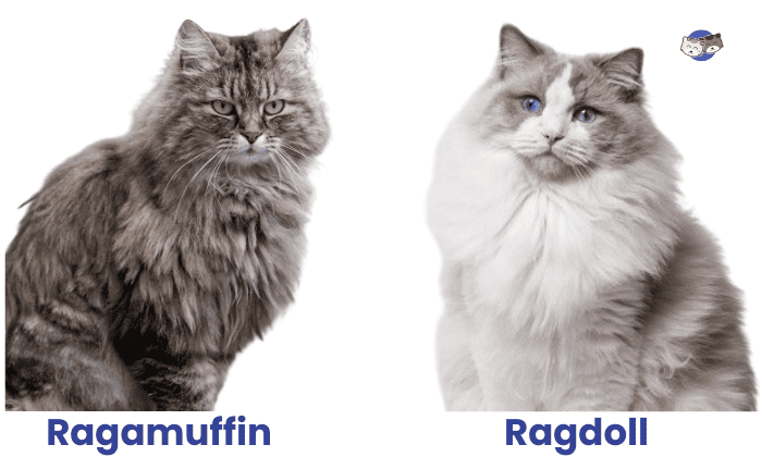 difference-between-ragamuffin-and-ragdoll