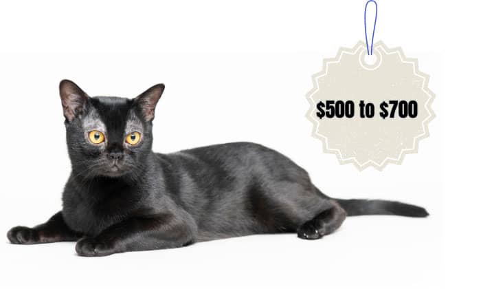 how-much-is-a-bombay-cat