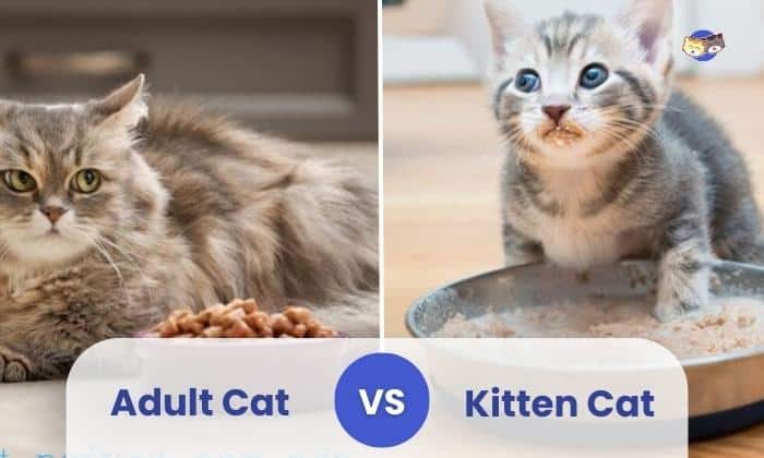 kitten vs adult cat food