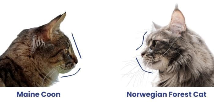 maine-coon-vs-norwegian-forest-cats-head