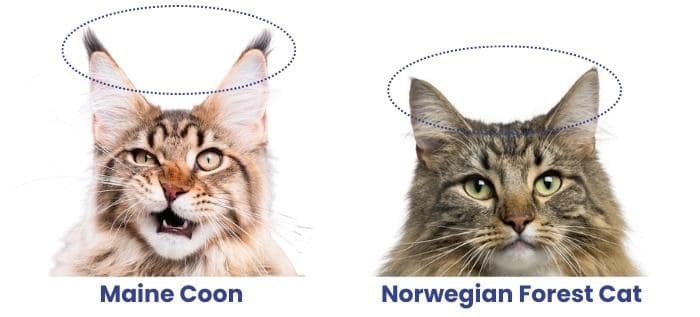 norwegian-forest-cat-vs-maine-coon-ear-tufts