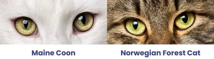 norwegian-forest-cat-vs-maine-coon-eyes