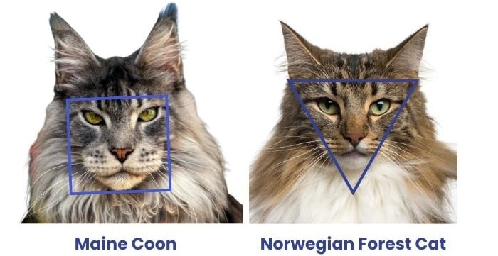 norwegian-forest-cat-vs-maine-coon-face-shape