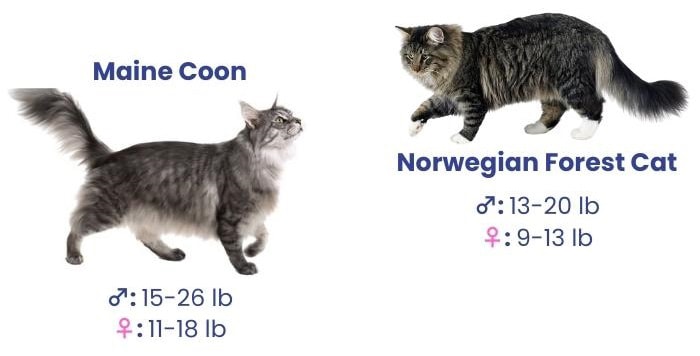 norwegian-forest-cat-vs-maine-coon-which-is-bigger