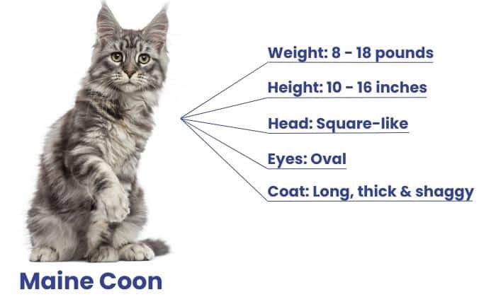 overview-of-maine-coon