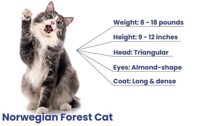 overview-of-norwegian-forest-cat
