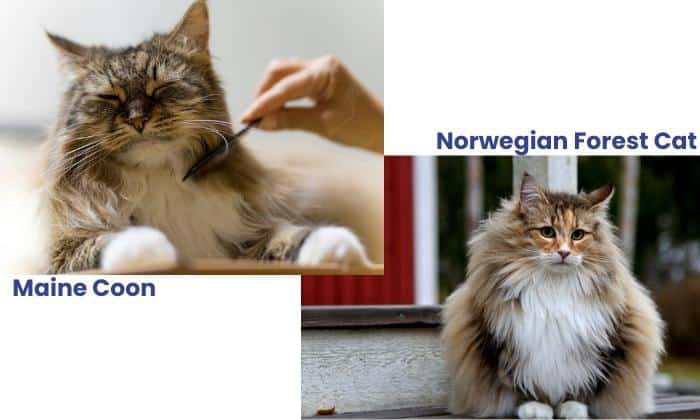 pictures-of-norwegian-forest-cats-and-maine-coon