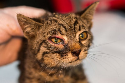 pink-eye-in-cat