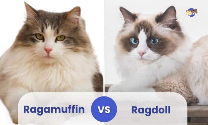 ragamuffin vs ragdoll cat
