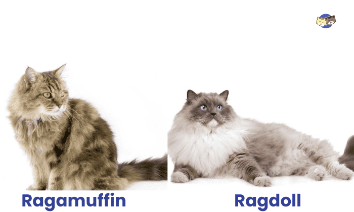 ragdoll-vs-ragamuffin-cat-coat