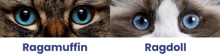 ragdoll-vs-ragamuffin-cat-eyes