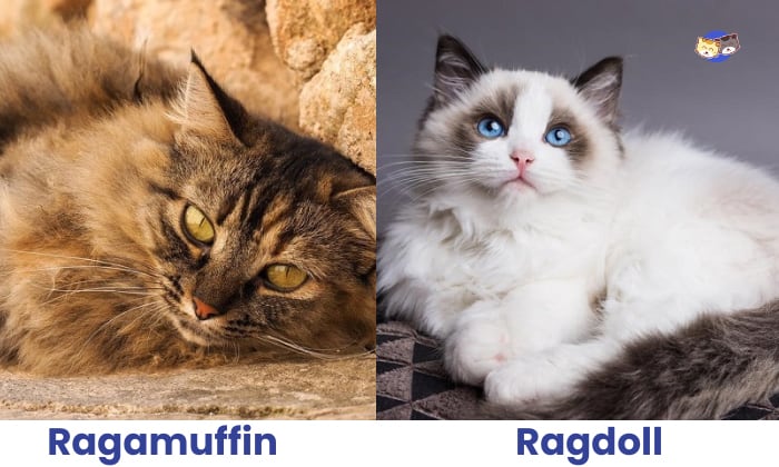 ragdoll-vs-ragamuffin-cat-head-shape