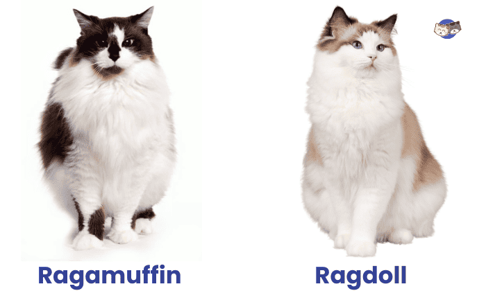 ragdoll-vs-ragamuffin-cat-size