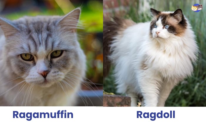 ragdoll-vs-ragamuffin-cat
