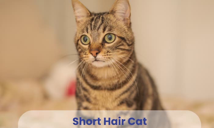 short-hair-cat