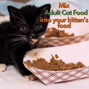 switch-kitten-food-to-cat-food
