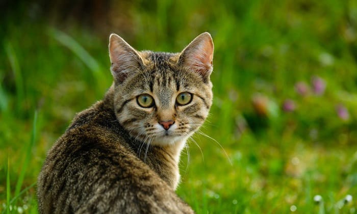 tabby-cat-breed