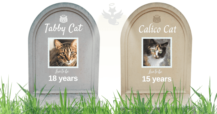 tabby-cat-vs-calico-cat-health