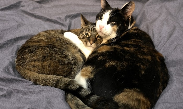 tabby-cat-vs-calico-cat