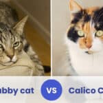 tabby vs calico cat