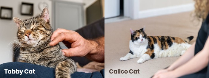 tabby-vs-calico-cat-behavior