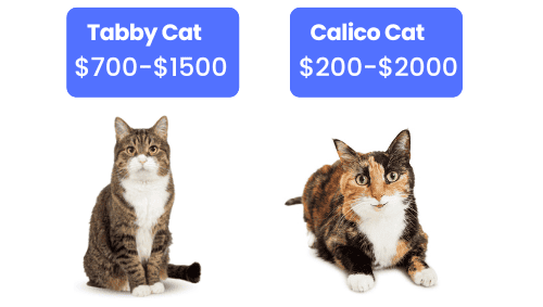 tabby-vs-calico-cat-cost