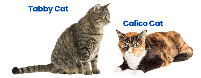 tabby-vs-calico-cat-physical-appearance