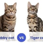 tabby vs tiger cat