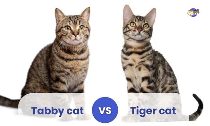 tabby vs tiger cat