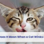 what does it mean when a cat winks at you