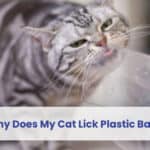 why does my cat lick plastic bags