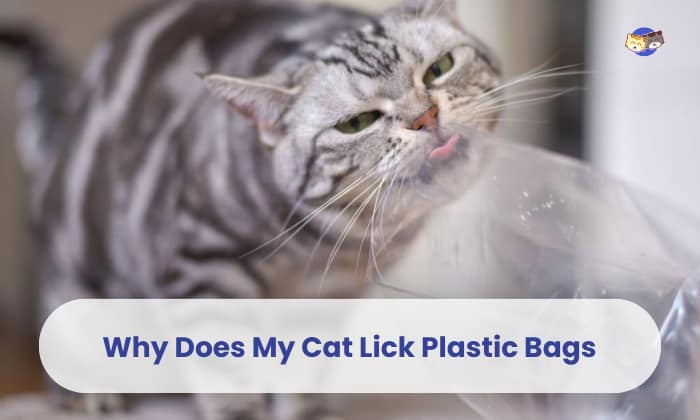 why does my cat lick plastic bags