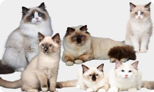Appearance-and-Coat-of-Ragdoll