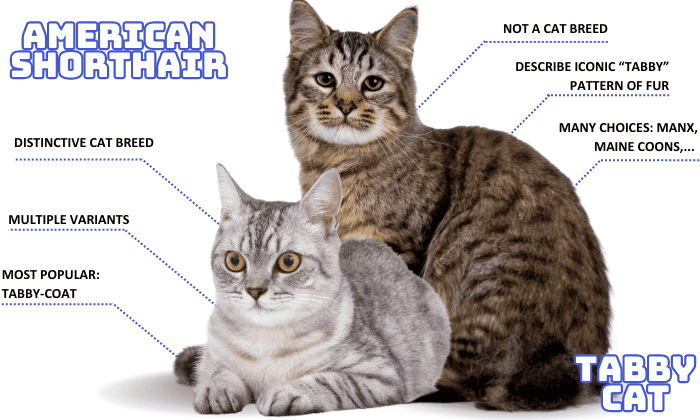 Are-Tabbies-and-American-Shorthair-Cats--the-Same