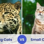 Big Cats VS Small Cats