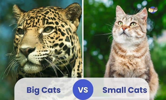 Big Cats VS Small Cats