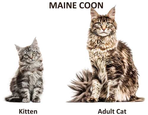 Body-of-Maine-Coon