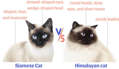 Body-type-of-siamese-vs-himalayan-cat