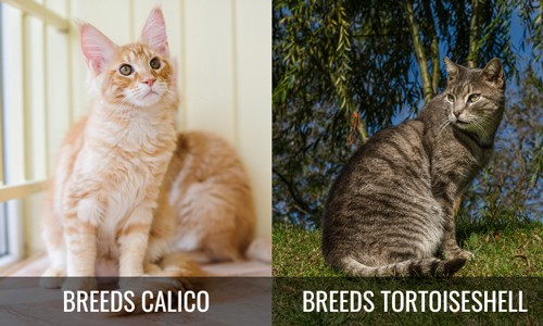 Breeds-of-Calico-Vs-Tortoiseshell-Cat-