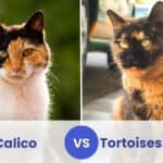 Calico Vs Tortoiseshell Cat