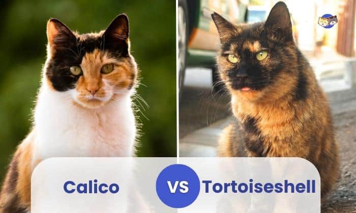 Calico Vs Tortoiseshell Cat