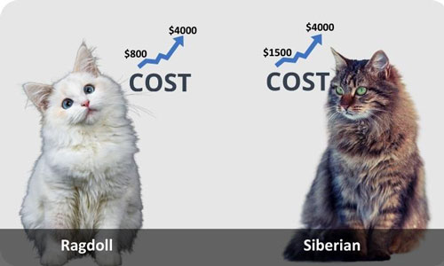 Cat-Cost-of-Ragdolls-Vs-Siberia