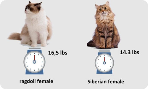 Cat-size-of-female-ragdoll-and-Siberian-Cat