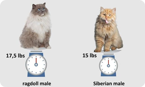 Cat-size-of-male-ragdoll-and-siberian-cat