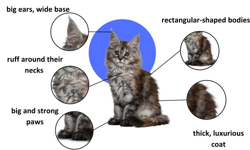 Characteristics-of-maine-coon-kittens