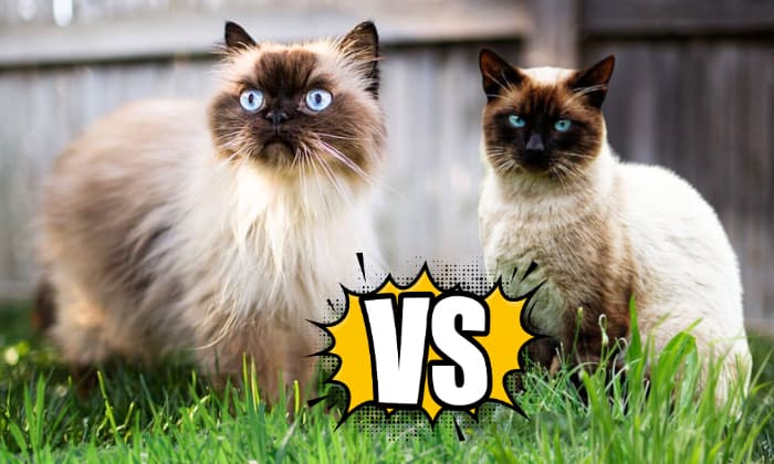Choosing-between-Siamese-and-Himalayan-cat