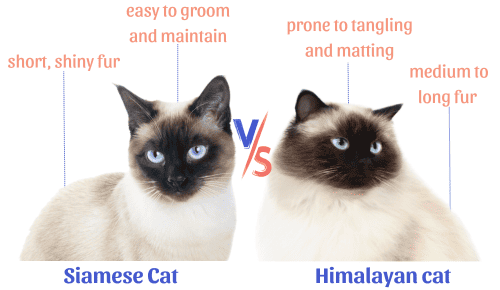 Coat-texture-and-length-of-siamese-vs-himalayan-cat