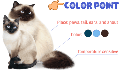 Color-point-of-siamese-vs-himalayan-cat