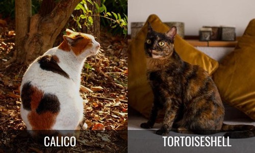 Colors-of-Calico-Vs-Tortoiseshell-Cat