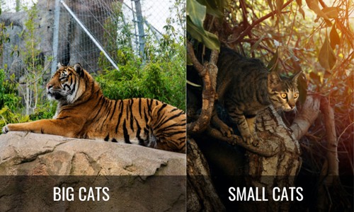 Conservation-of-Big-Cats-VS-Small-Cats